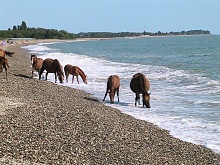 водопой.JPG